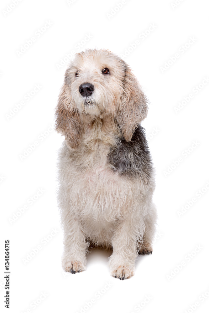 Basset Griffon Vendéen Basset Griffon Vendéen
