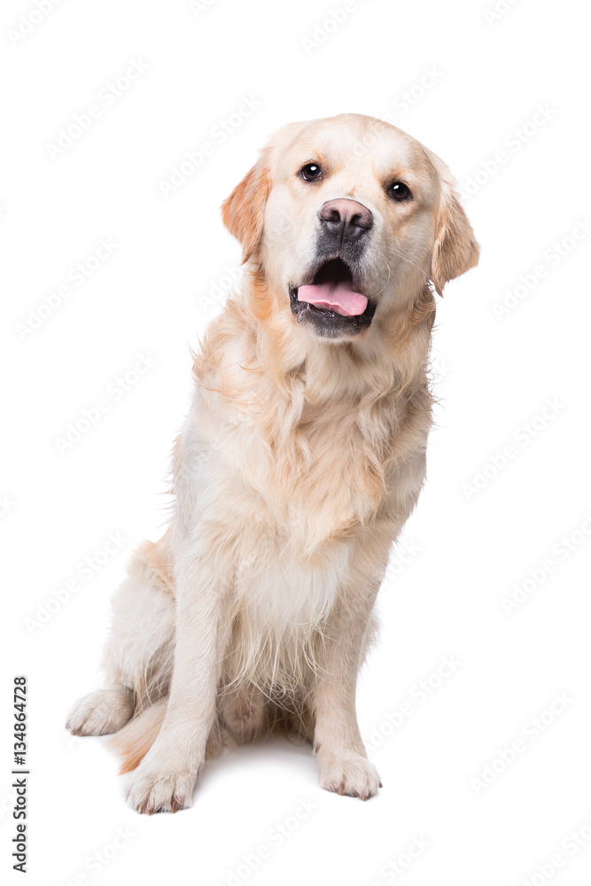 Golden retriever