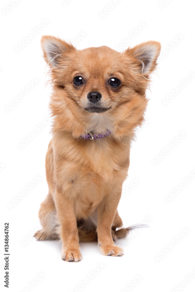 Brown long haired Chihuahua
