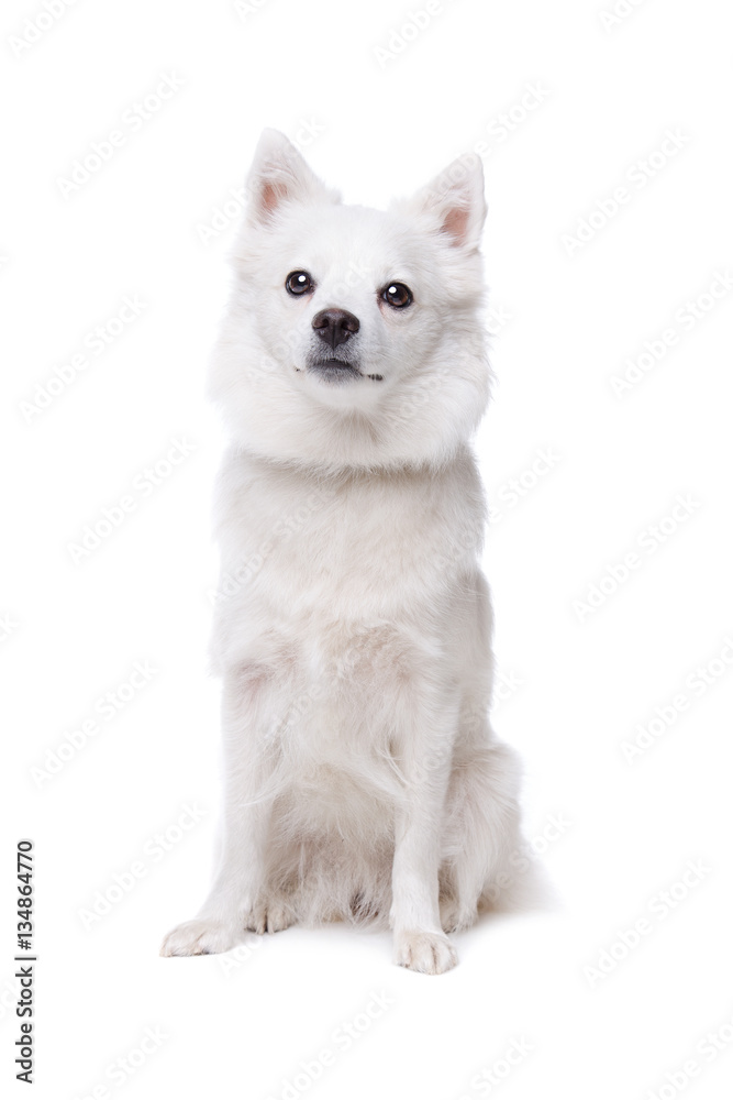 white pomeranian dog white pomeranian dog