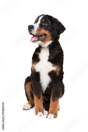 bernese mountain dog puppy © Erik Lam