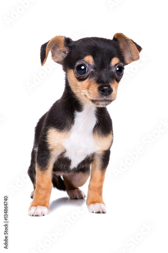 short haired chihuahua puppy