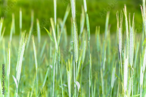 Field of green cereal  ears of wheat  close-up