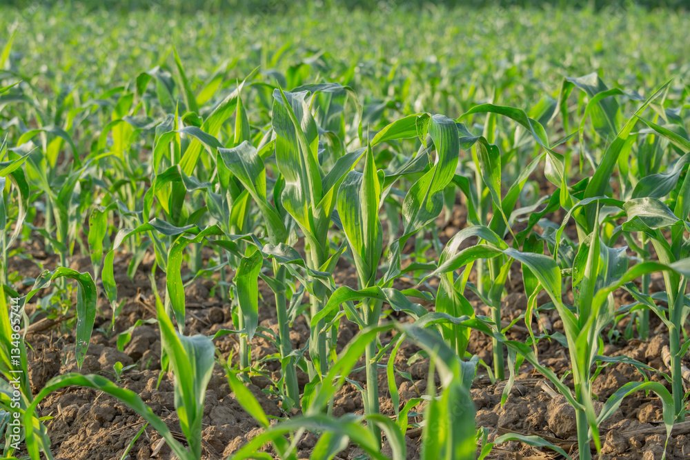 young green corn field in agricultural garden young green corn field in agricultural garden