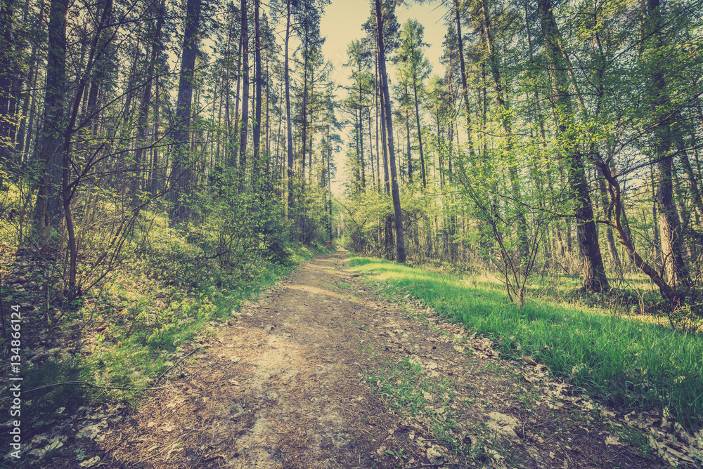 Obraz premium Picture of road in pine forest, vintage photo taken in Poland in spring, landscape