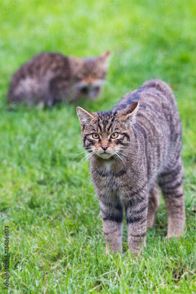 Scottish wildcat kittens