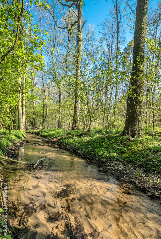Green forest and river, spring forest landscape Green forest and river, spring forest landscape
