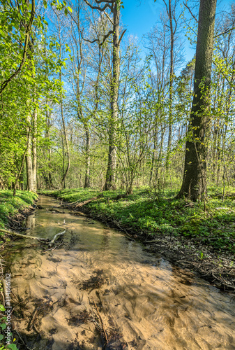 Green forest and river  spring forest landscape