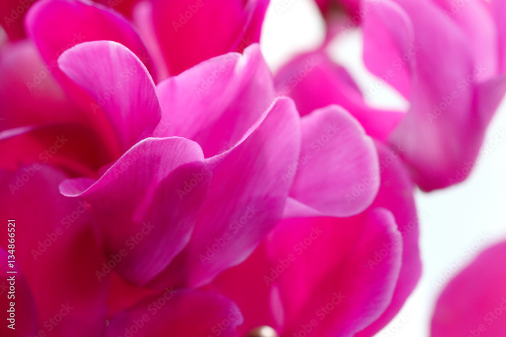 Peonia - close-up petals.