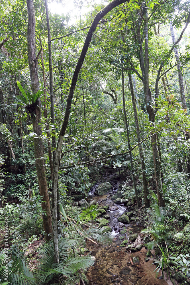 Obraz premium stream in Mossman gorge rainforest,Queensland