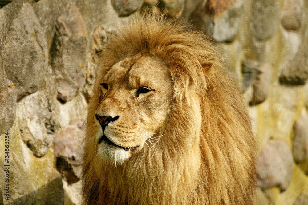 Löwe, Raubkatze, Katze, Raubtier, Wildlife, Jungle, King, Portrait Löwe, Raubkatze, Katze, Raubtier, Wildlife, Jungle, King, Portrait