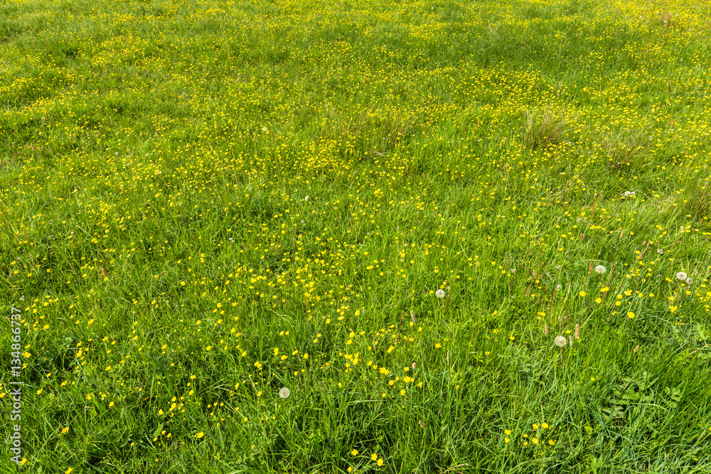 Yellow flowers, texture of green grass in spring meadow