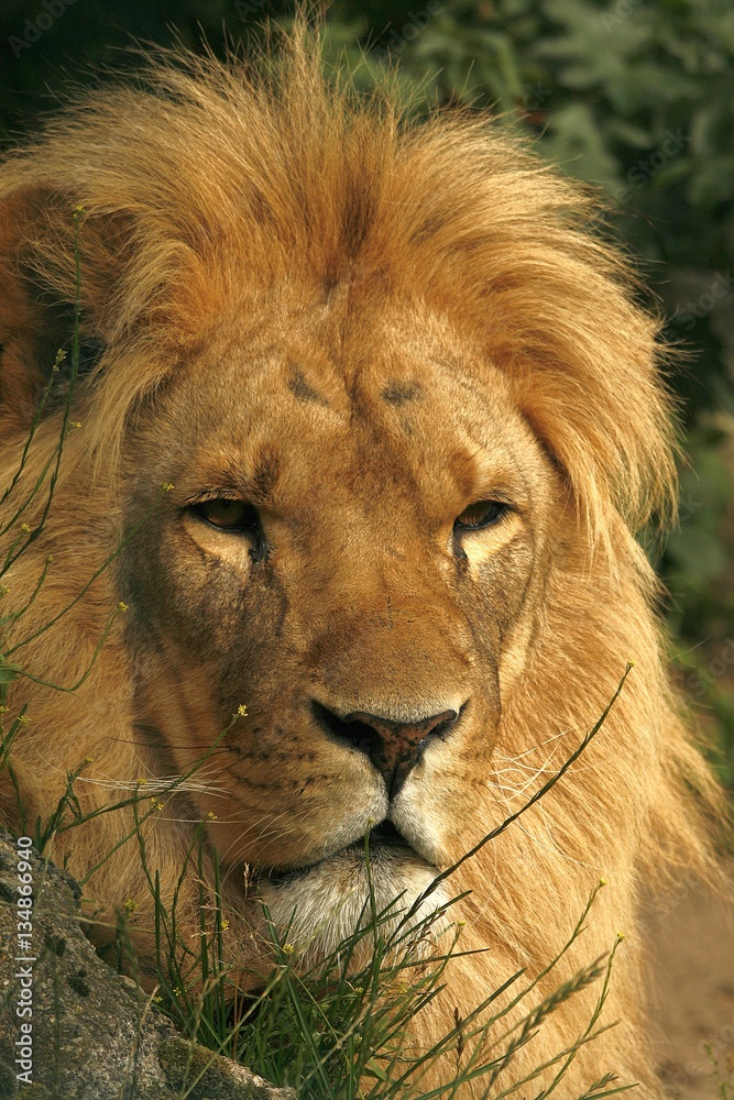 Löwe, Raubkatze, Katze, Raubtier, Wildlife, Jungle, King, Chillen Stock  Photo | Adobe Stock