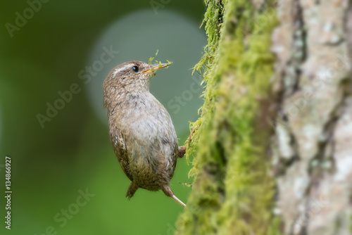 Φωτογραφία Wren nesting