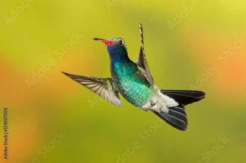 Broad-billed Hummingbird flying