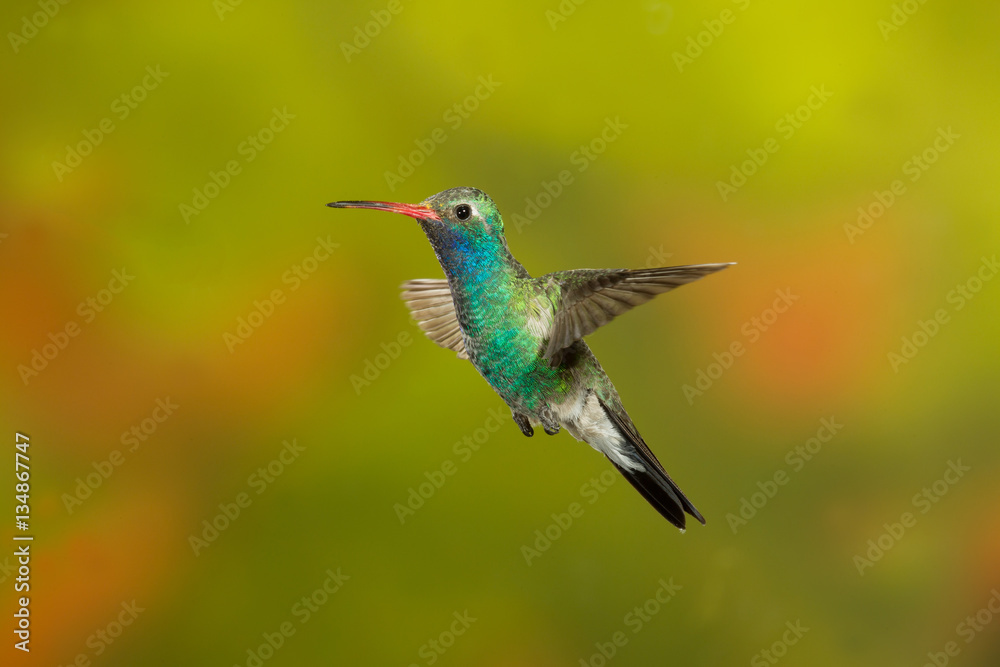Fototapeta premium Broad-billed Hummingbird flying