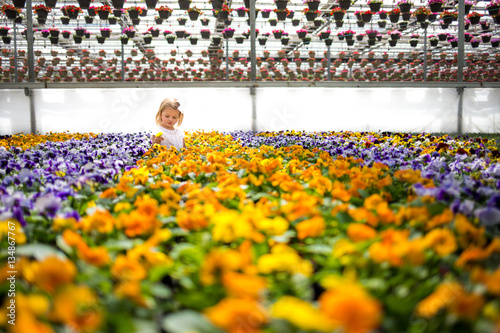 Girl looking at pansies in greenhouse  photo