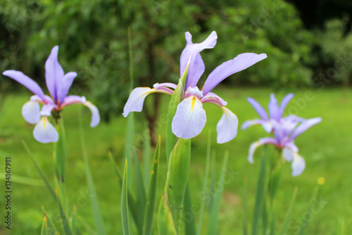Fototapeta Naklejka Na Ścianę i Meble -  beautiful iris flowers