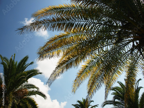 Palm tree tops