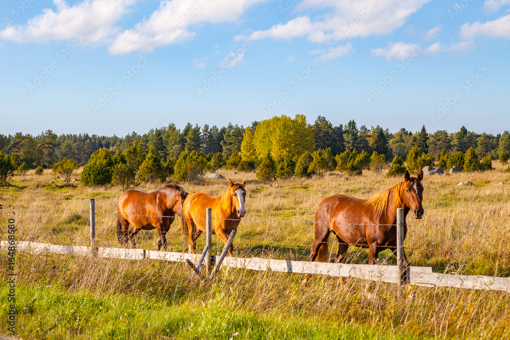Beautiful brown horses in field near a fence Beautiful brown horses in field near a fence