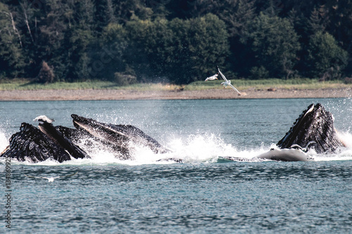 Humpback Whales, Juneau Alaska