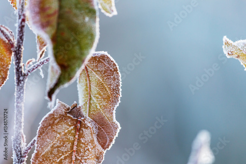 Frost