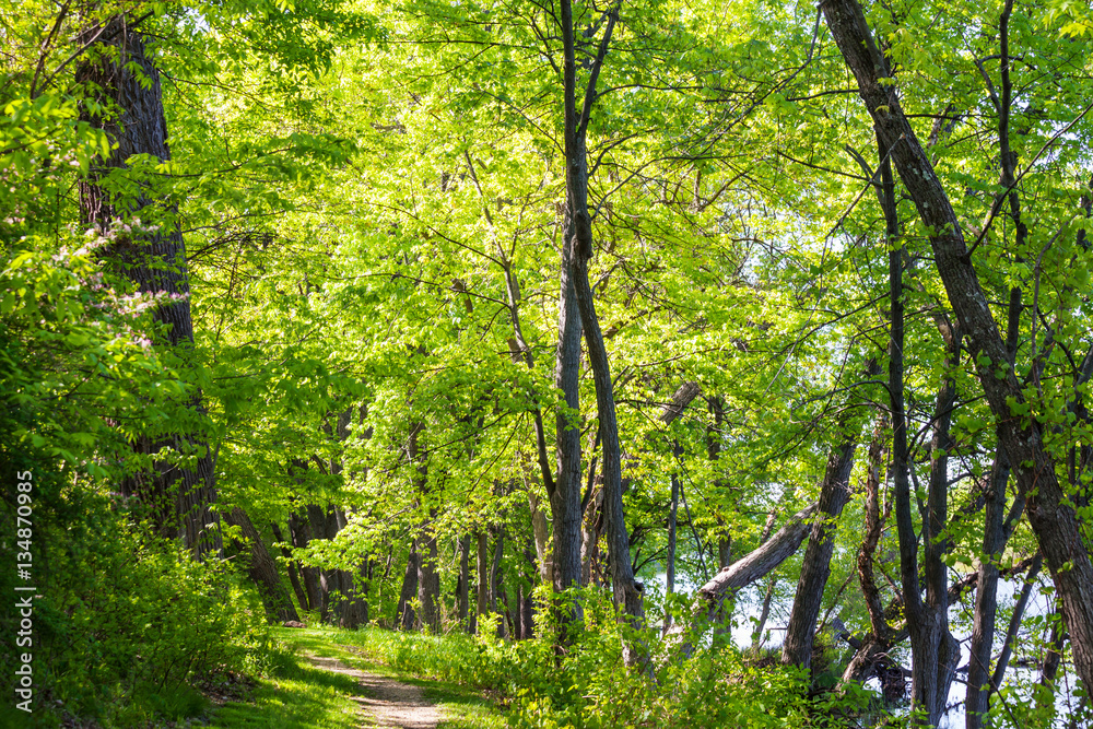 Green forest