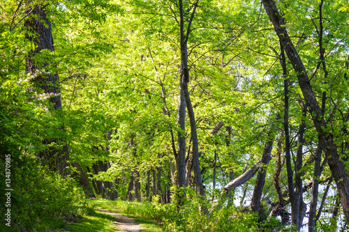 Green forest