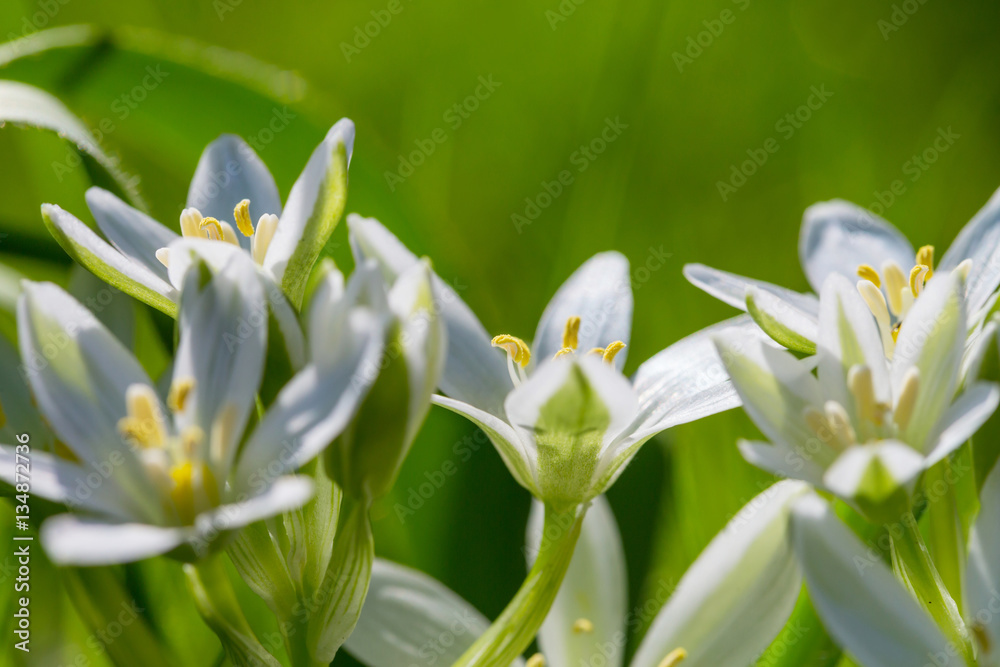 Obraz premium Snowdrops
