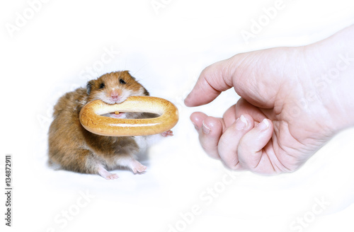 Funny brown hamster with a round bagel