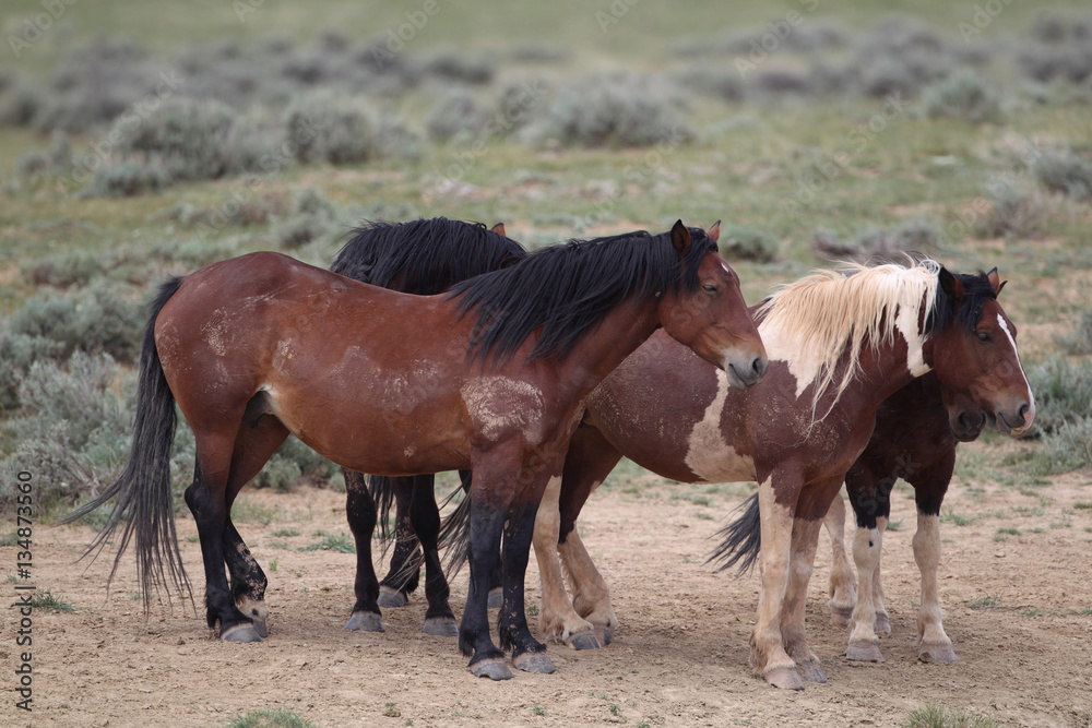 Wild mustangs in the Great Desert Basin of Utah Wild mustangs in the Great Desert Basin of Utah