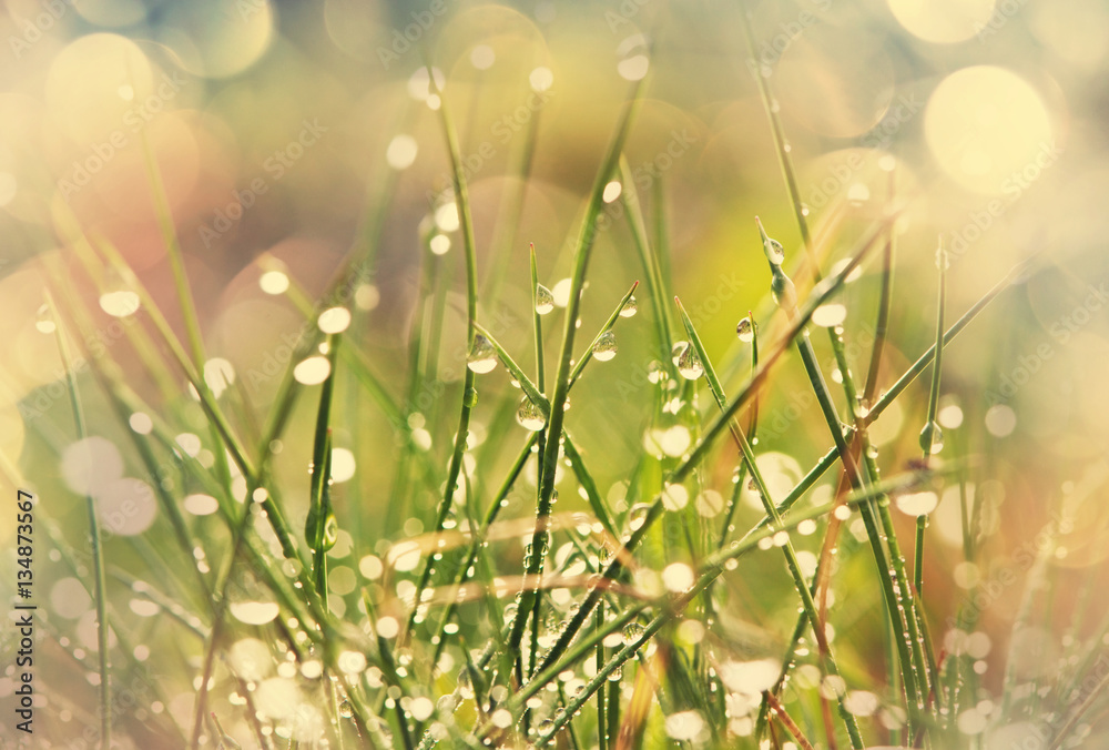 Fototapeta premium Wet grass