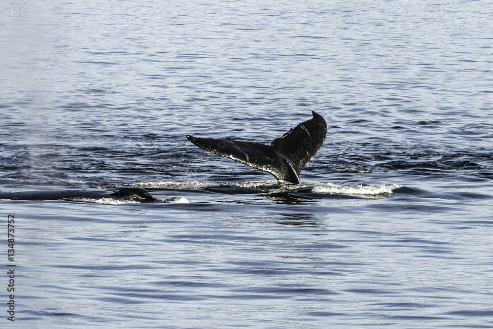 Fototapeta premium HUMPBACK WHALE NO. 3 - 2014