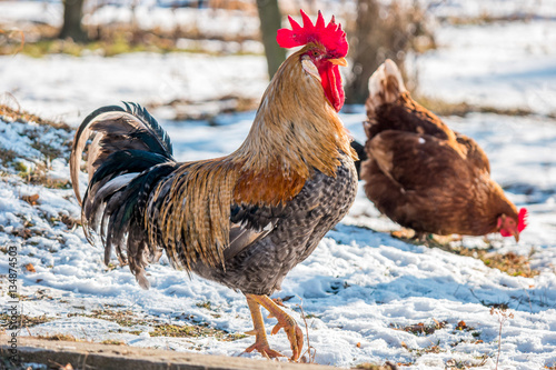 Rooster and hen in the garden in snowy winter.jpg