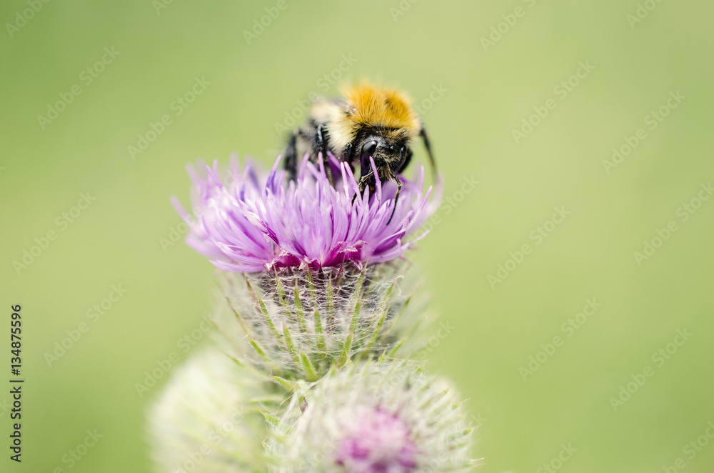 Bumble bee on a thistle flower