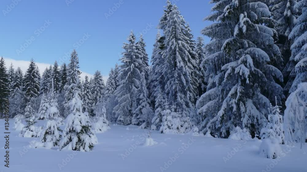 winter wonderland winter wonderland