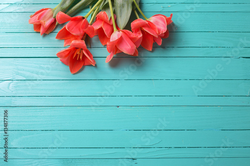 Fototapeta Naklejka Na Ścianę i Meble -  Pink tulips on turquoise painted wooden background.