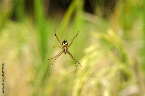 spider © zulpian