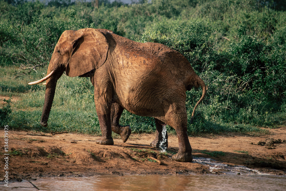 Naklejka premium An elephant urine after being released from a puddle