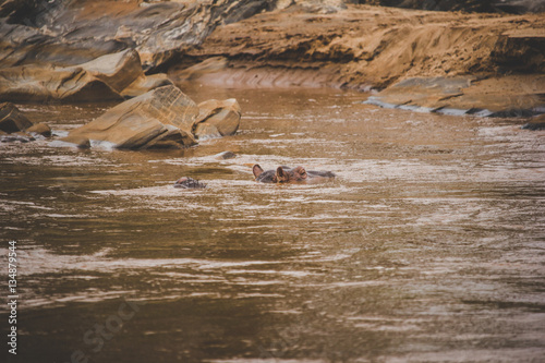 Hippopotamus swims alone on the banks of the river in the savann photo