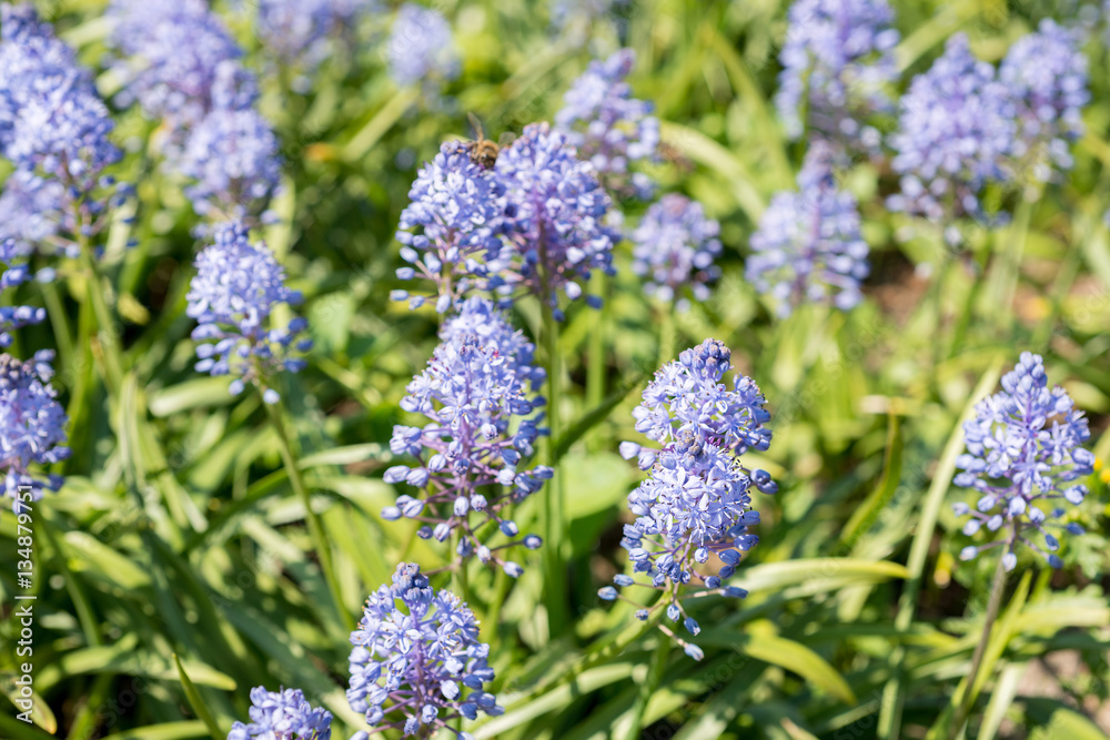 Fototapeta premium Flowers Scilla litardierei