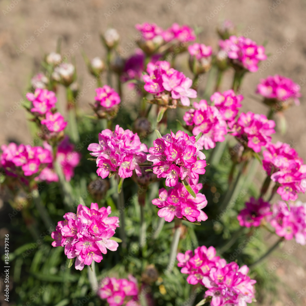 Flowers Armeria