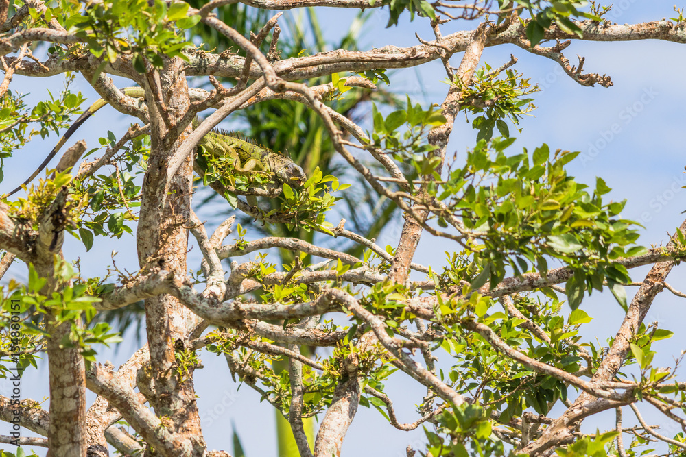 Green iguana eating in a tree near the old Belize river Green iguana eating in a tree near the old Belize river