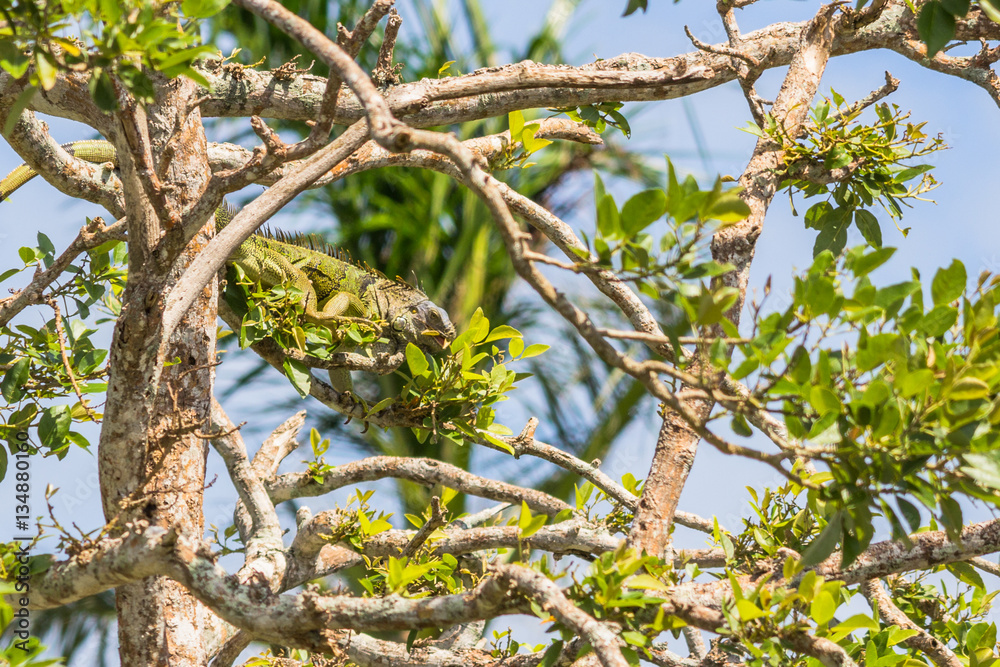 Green iguana eating in a tree near the old Belize river Green iguana eating in a tree near the old Belize river