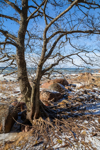 ld alder tree roots have a good grip of some big stones, while all soil has been washed away by waves. Photographed at early spring day at North coast of Estonia at the Baltic Sea, Europe. photo