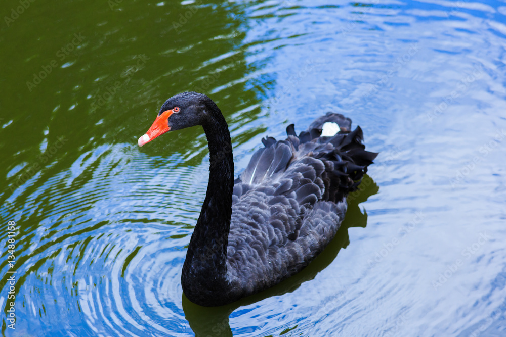 Naklejka premium Black swan swimming in the river.