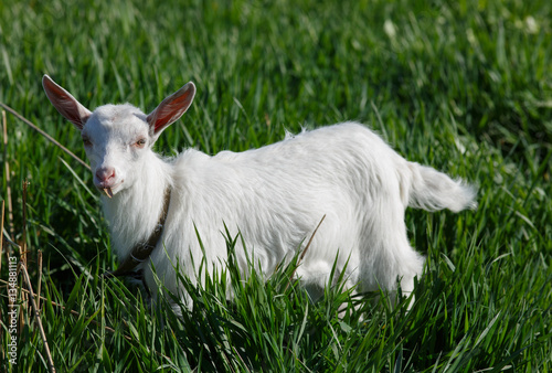 Close up portrait of little goat