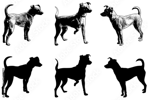 silhouettes and sketch illustration of mini pincher dog photo
