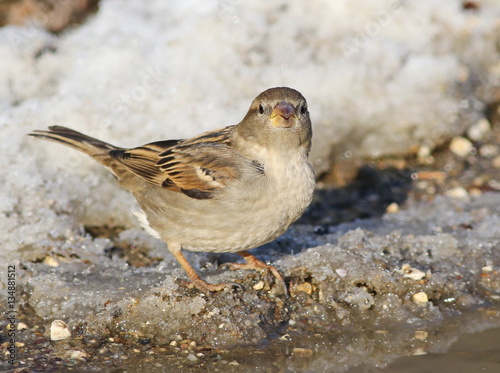 tree sparrow, passer montanus