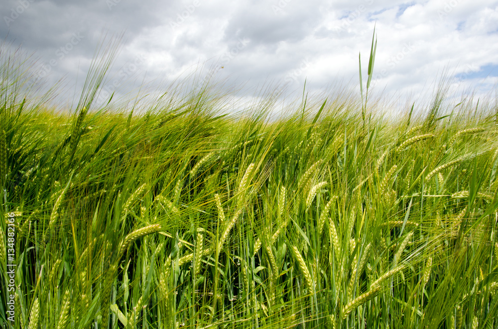 Obraz premium Sommer: Weizenfeld in der Pfalz :)